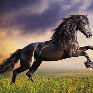 Heuer Postkarte 3D Schwarzes Pferd 8057