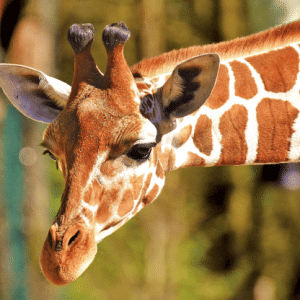Heuer Postkarte 3D Giraffe 2 8060