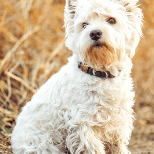 Heuer Postkarte 3D West Highland Terrier 8003