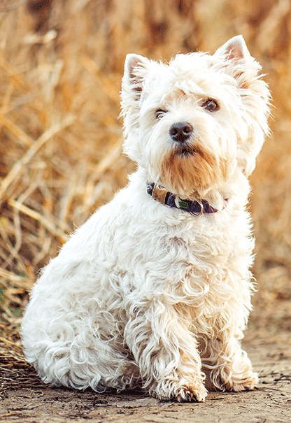 Heuer Postkarte 3D West Highland Terrier 8003
