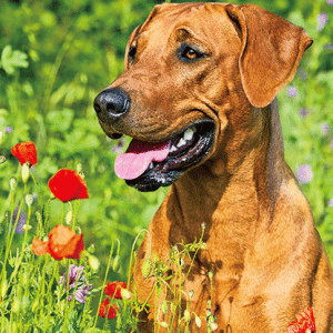 Heuer Postkarte 3D Hund auf Blumenwiese 8004