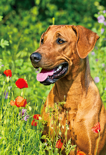 Heuer Postkarte 3D Hund auf Blumenwiese 8004